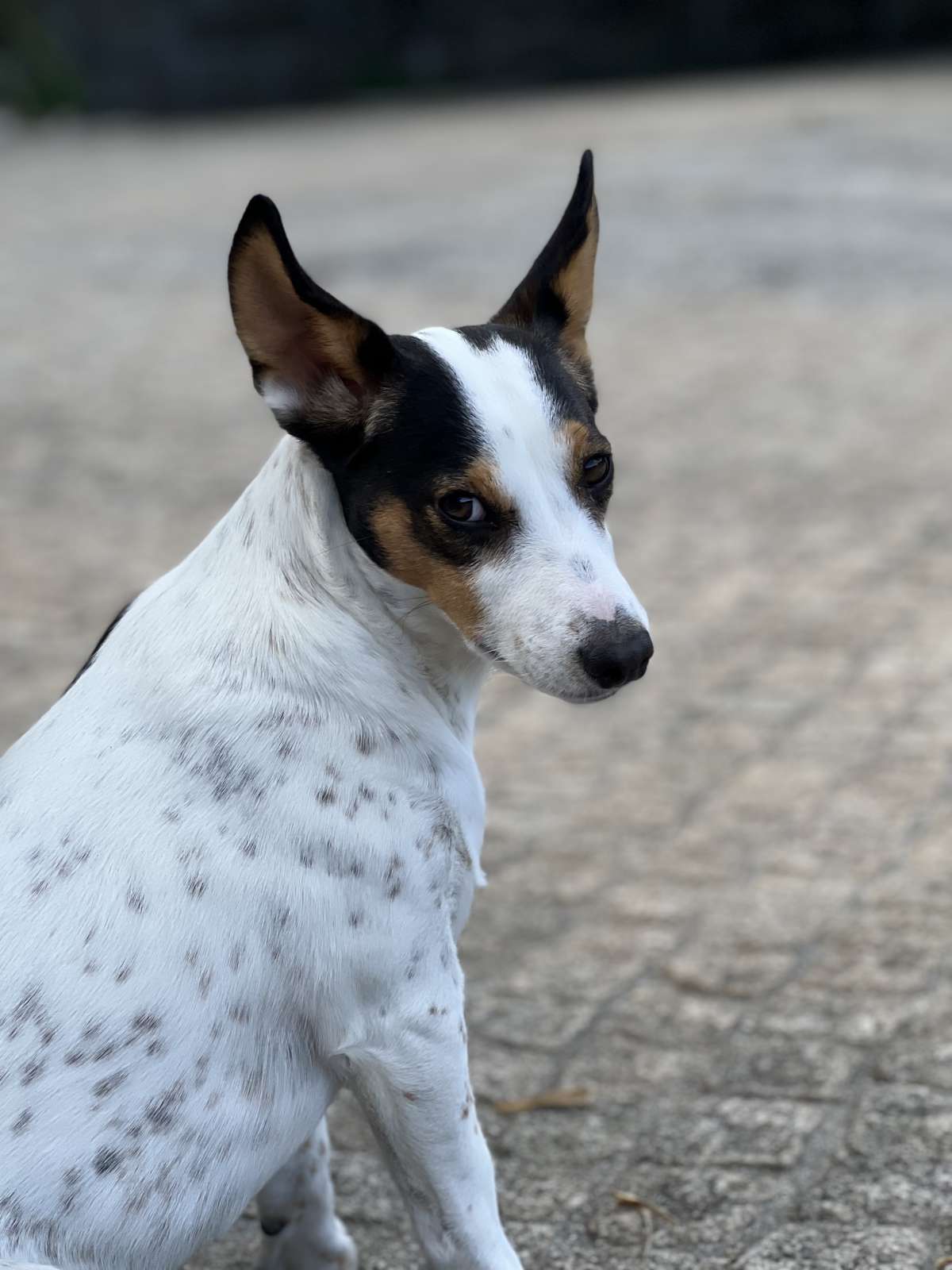 Daniela - Vieira do Minho - Cuidados para Animais de Estimação