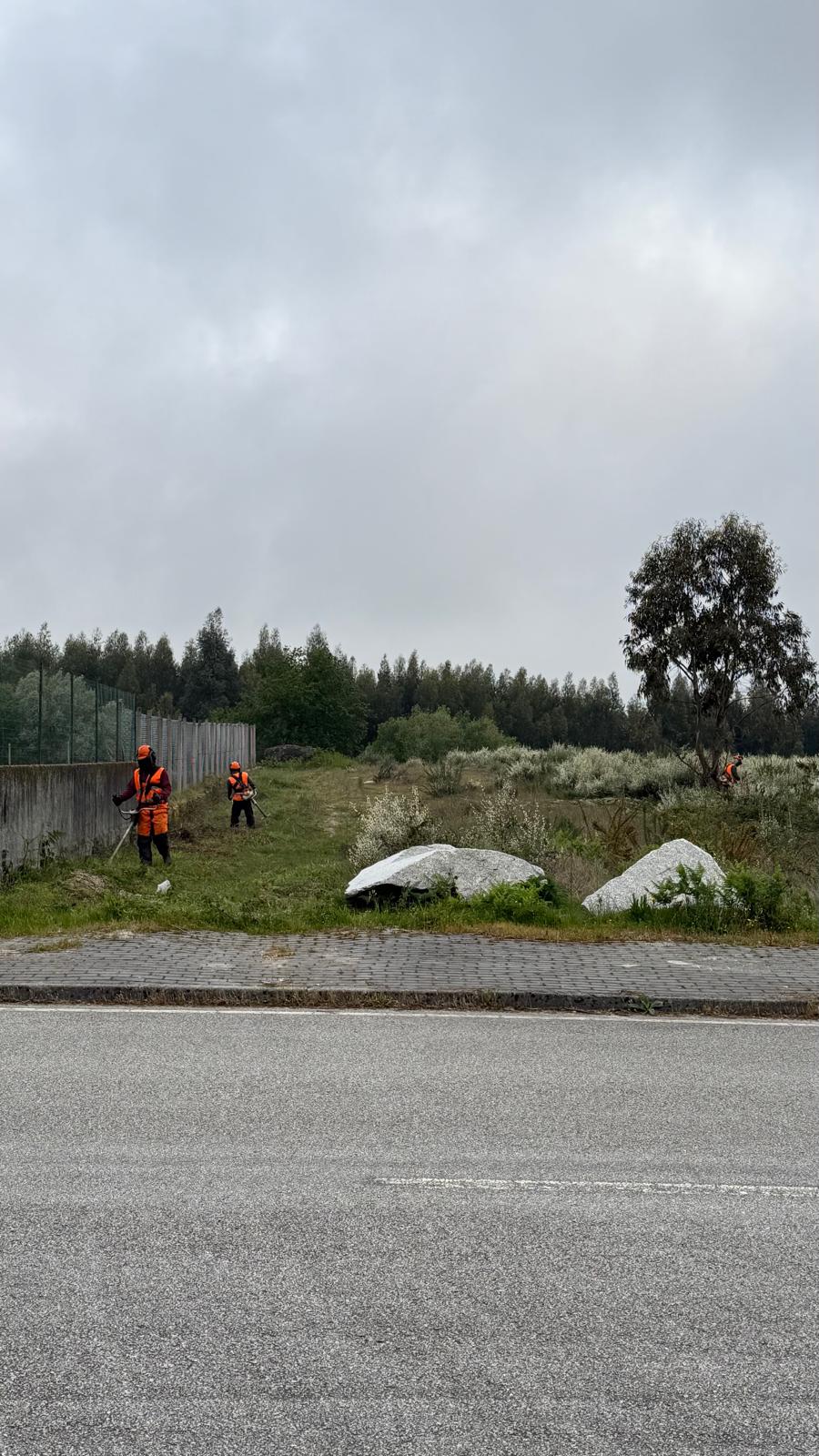 Pinhacorada- Unipessoal, Lda - Mortágua - Shrub Removal