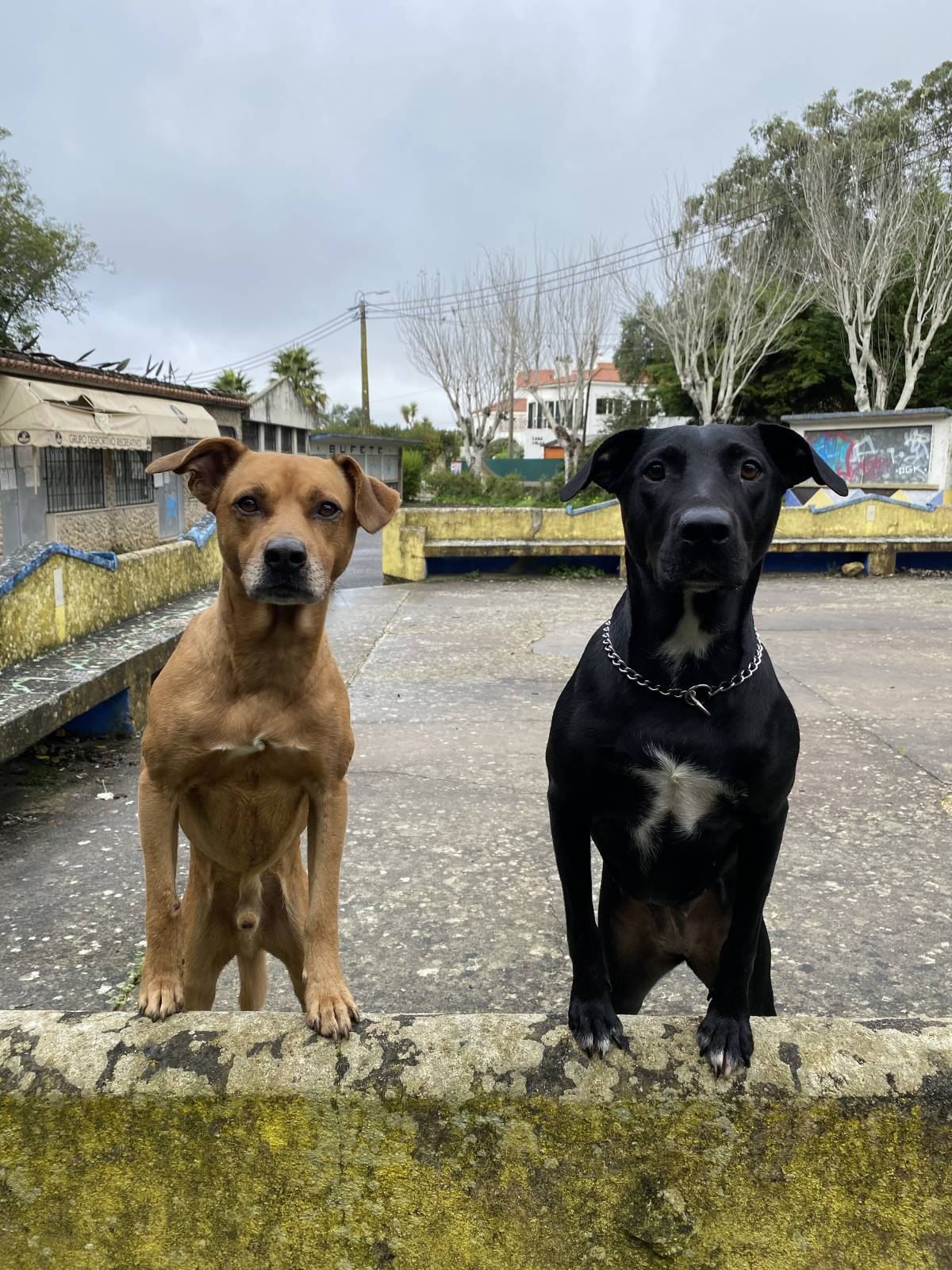 João Borges - Sintra - Pet Sitting