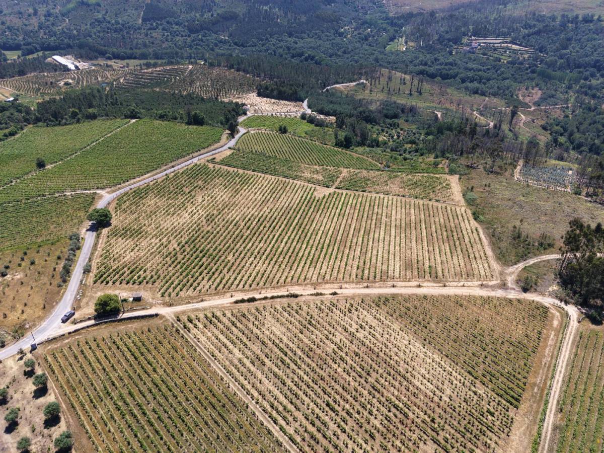 Pinhacorada- Unipessoal, Lda - Mortágua - Tree Planting