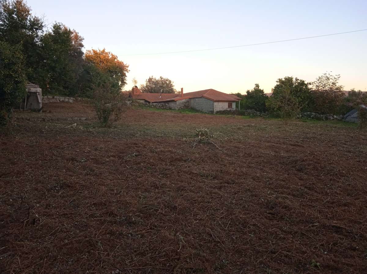 Limpeza de terrenos - Vila Nova de Famalicão - Tree Stump Grinding and Removal