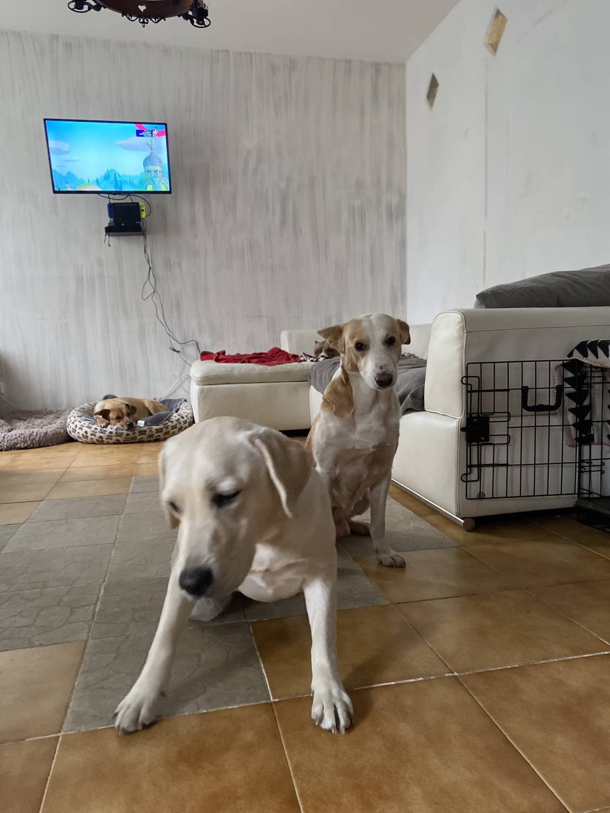 João Borges - Sintra - Dog Sitting