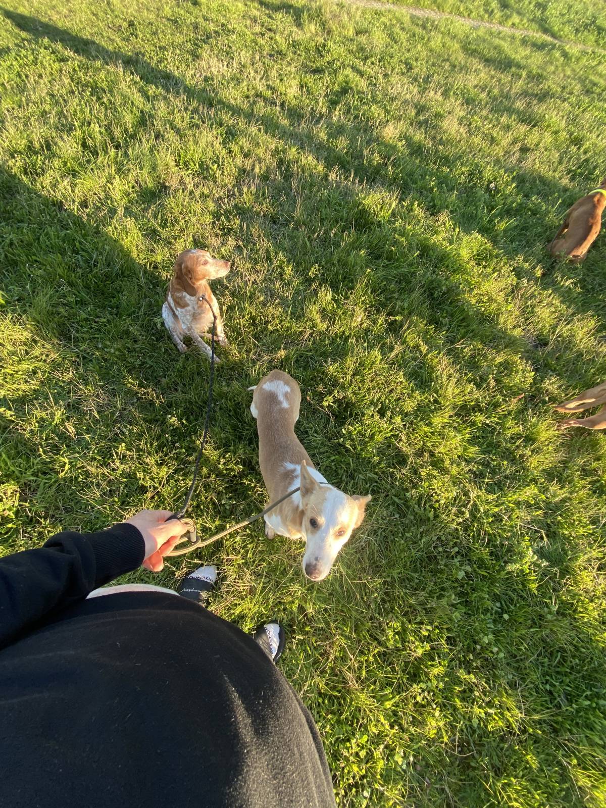 João Borges - Sintra - Dog Walking