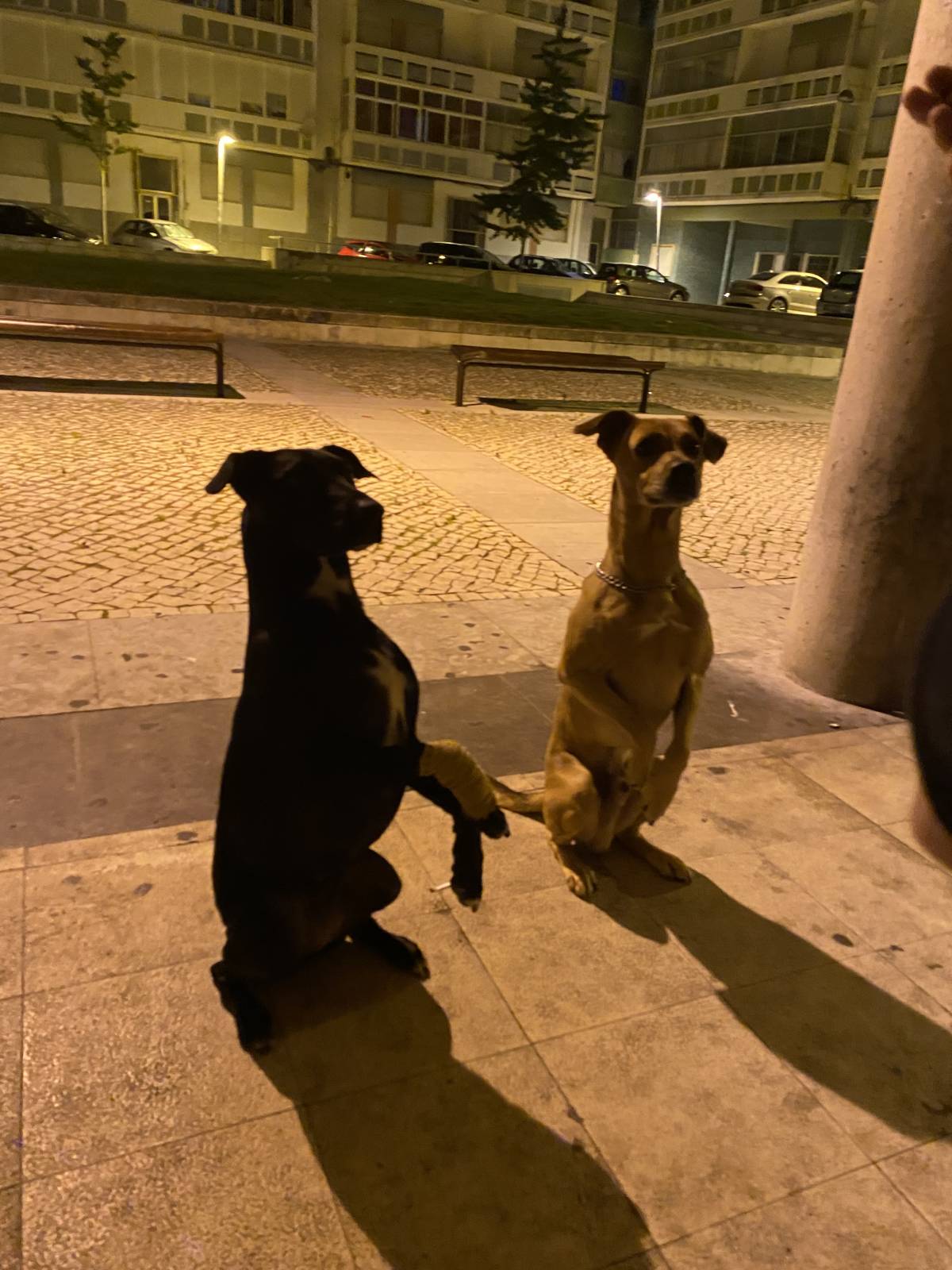 João Borges - Sintra - Dog Sitting