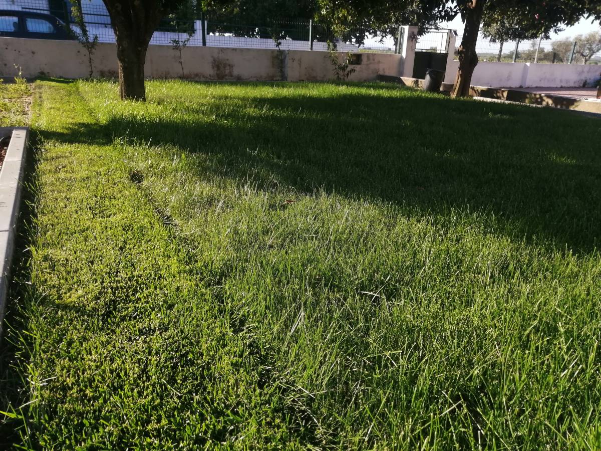 Alexandre - Santarém - Poda e Manutenção de Árvores