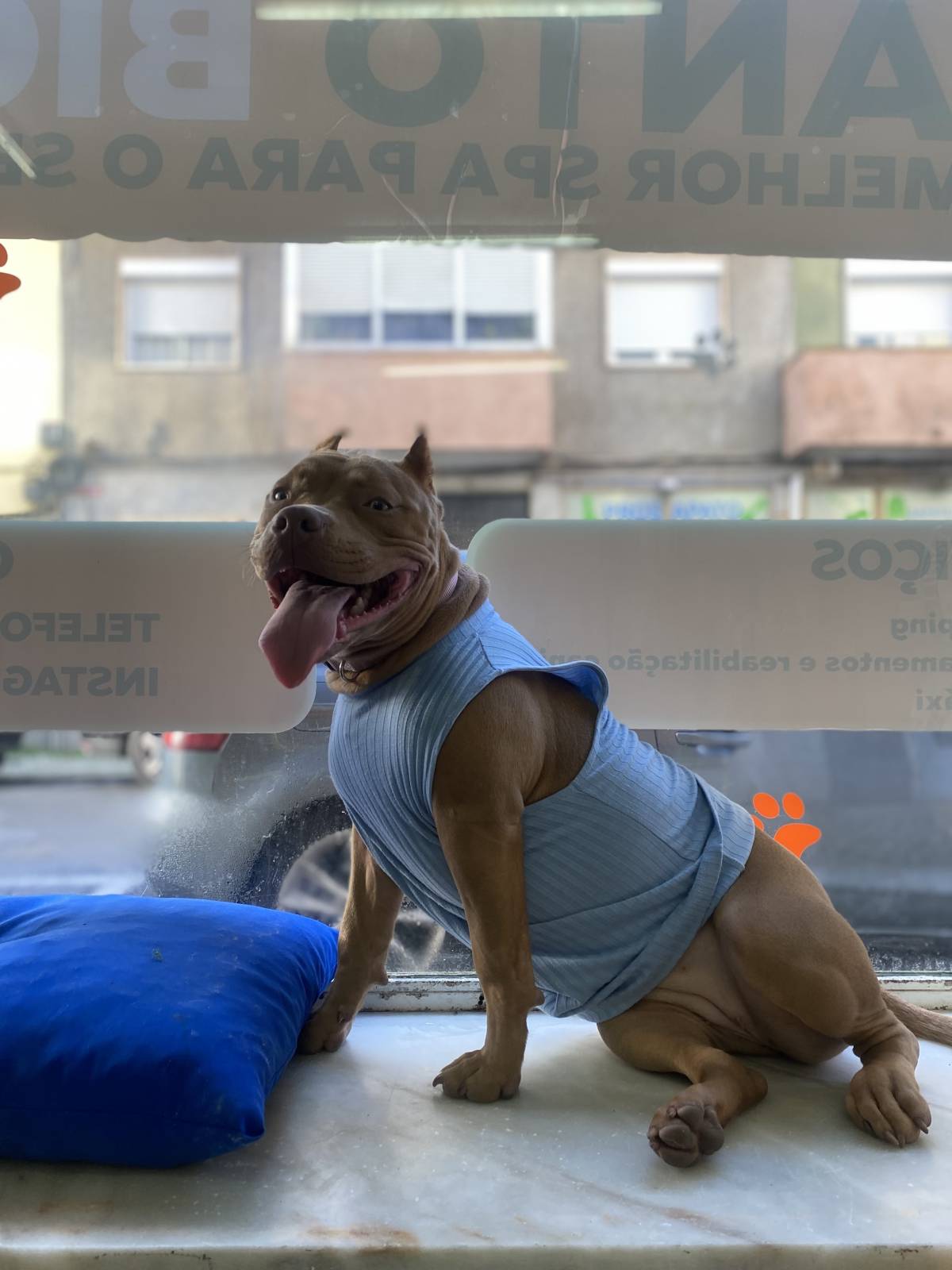 João Borges - Sintra - Pet Care and Grooming