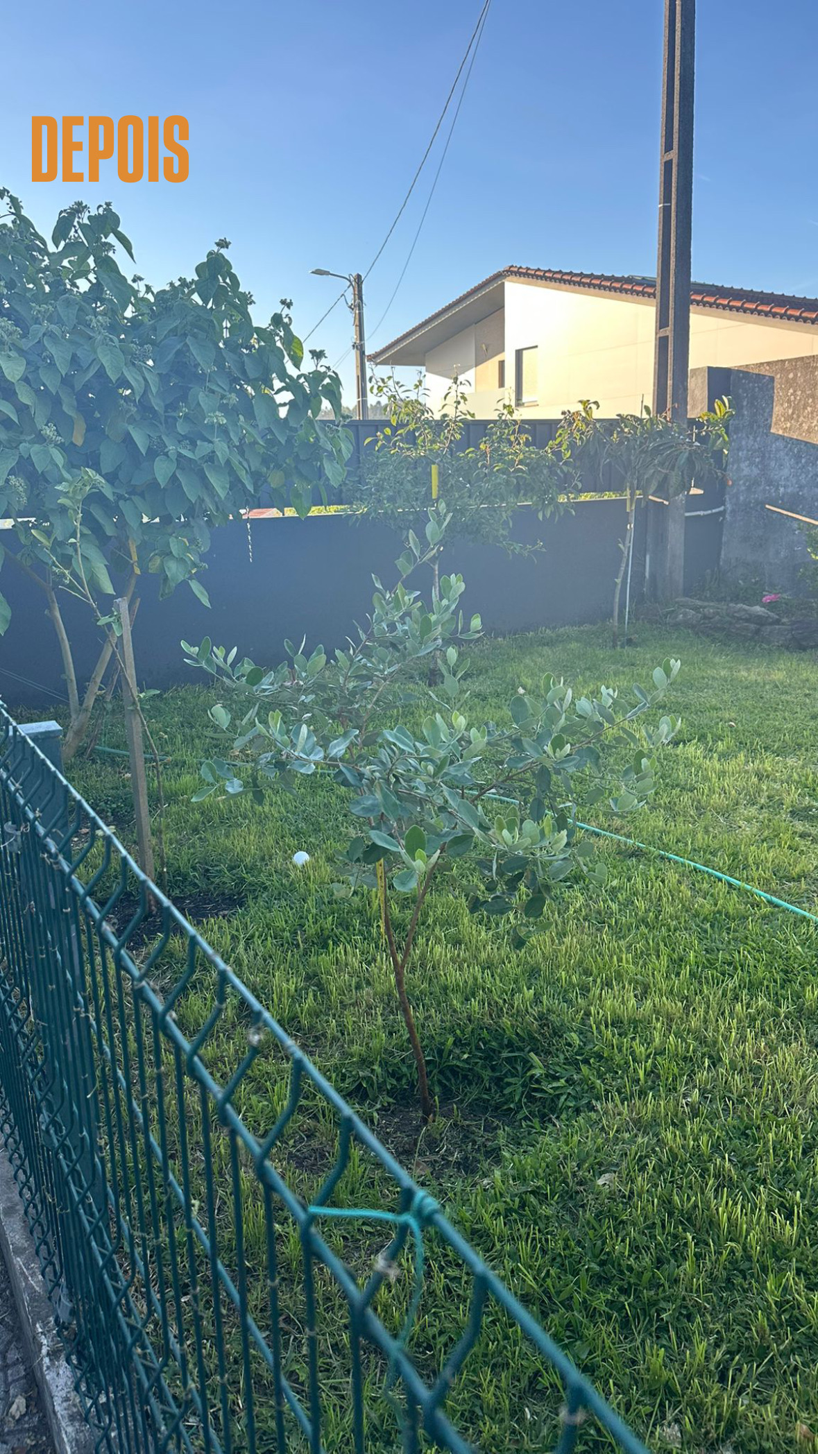 ZT jardinagem - Vila Verde - Enlèvement de souches d’arbres