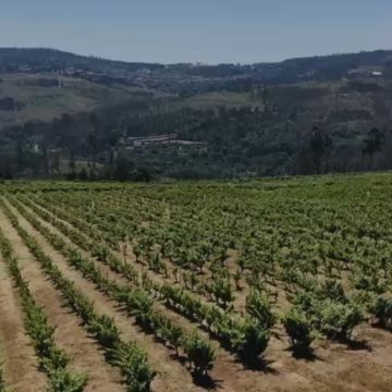 Pinhacorada- Unipessoal, Lda - Mortágua - Gardening