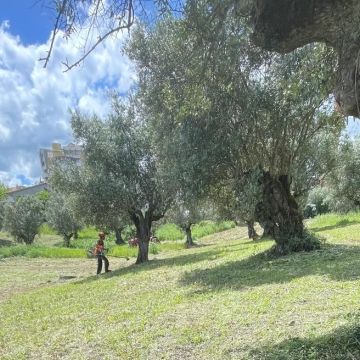 Pinhacorada- Unipessoal, Lda - Mortágua - Land Leveling and Grading - Large Scale (more than 1 acre)