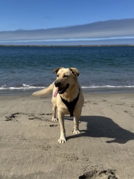 Pension pour chiens
