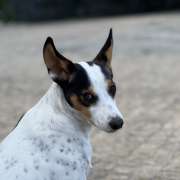 Daniela - Vieira do Minho - Cuidados para Animais de Estimação