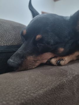 Hotel para Cães