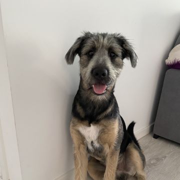 João Borges - Sintra - Pet Sitting