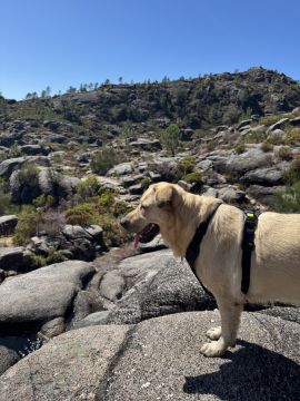 Pension et garderie pour animaux