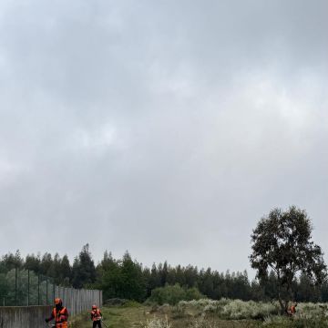 Pinhacorada- Unipessoal, Lda - Mortágua - Shrub Removal
