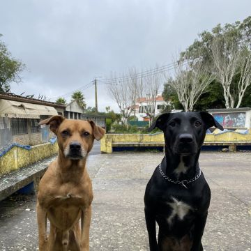 João Borges - Sintra - Pet Sitting
