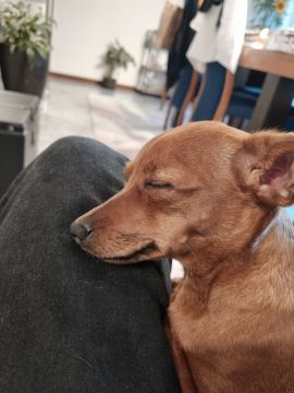 Hotel para Cães