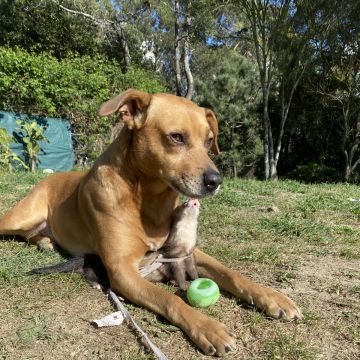 João Borges - Sintra - Pet Sitting and Walking
