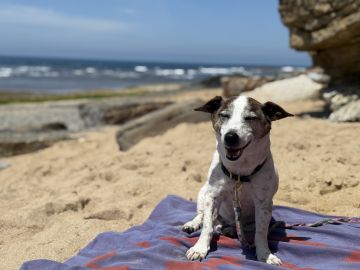 Hotel para Cães