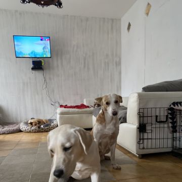 João Borges - Sintra - Dog Sitting