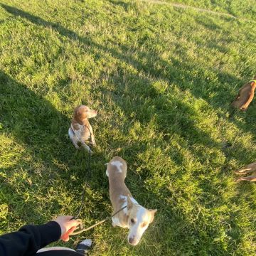 João Borges - Sintra - Dog Walking