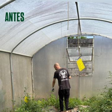 ZT jardinagem - Vila Verde - Enlèvement d'arbustes