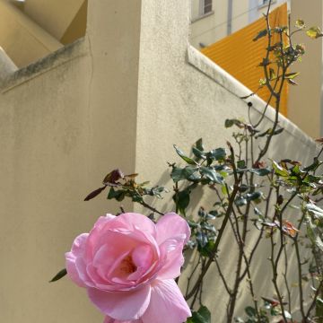 Washington Bernardo - Lisboa - Zirkusnummer