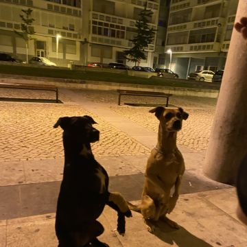 João Borges - Sintra - Dog Sitting