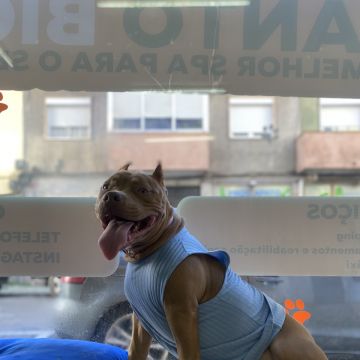 João Borges - Sintra - Pet Care and Grooming