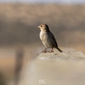 Sandro Castro - Portimão - Fotografia de Imóveis