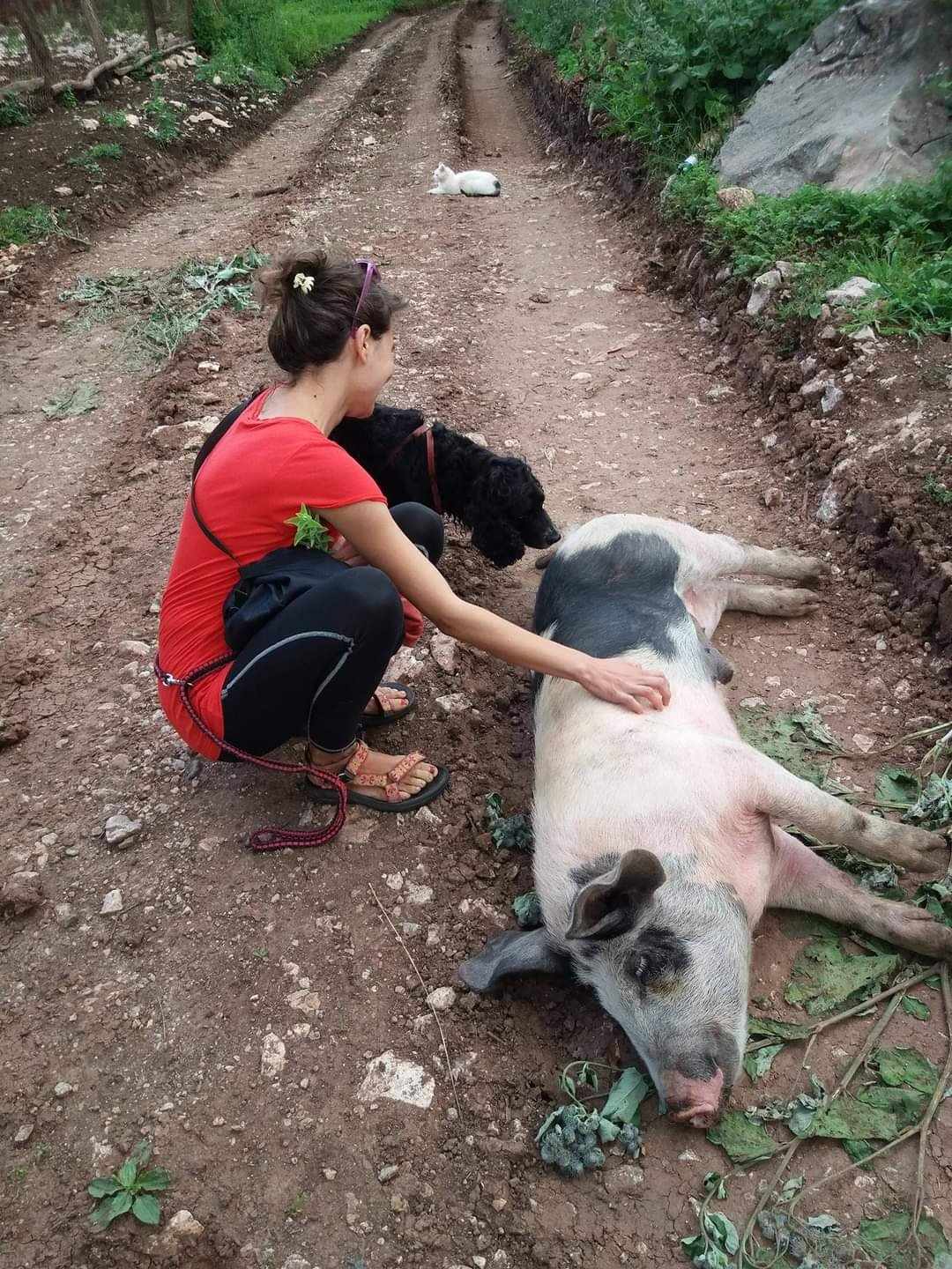 serviços de cuidados a crianças, animais, casa - Aveiro - Artista de globos