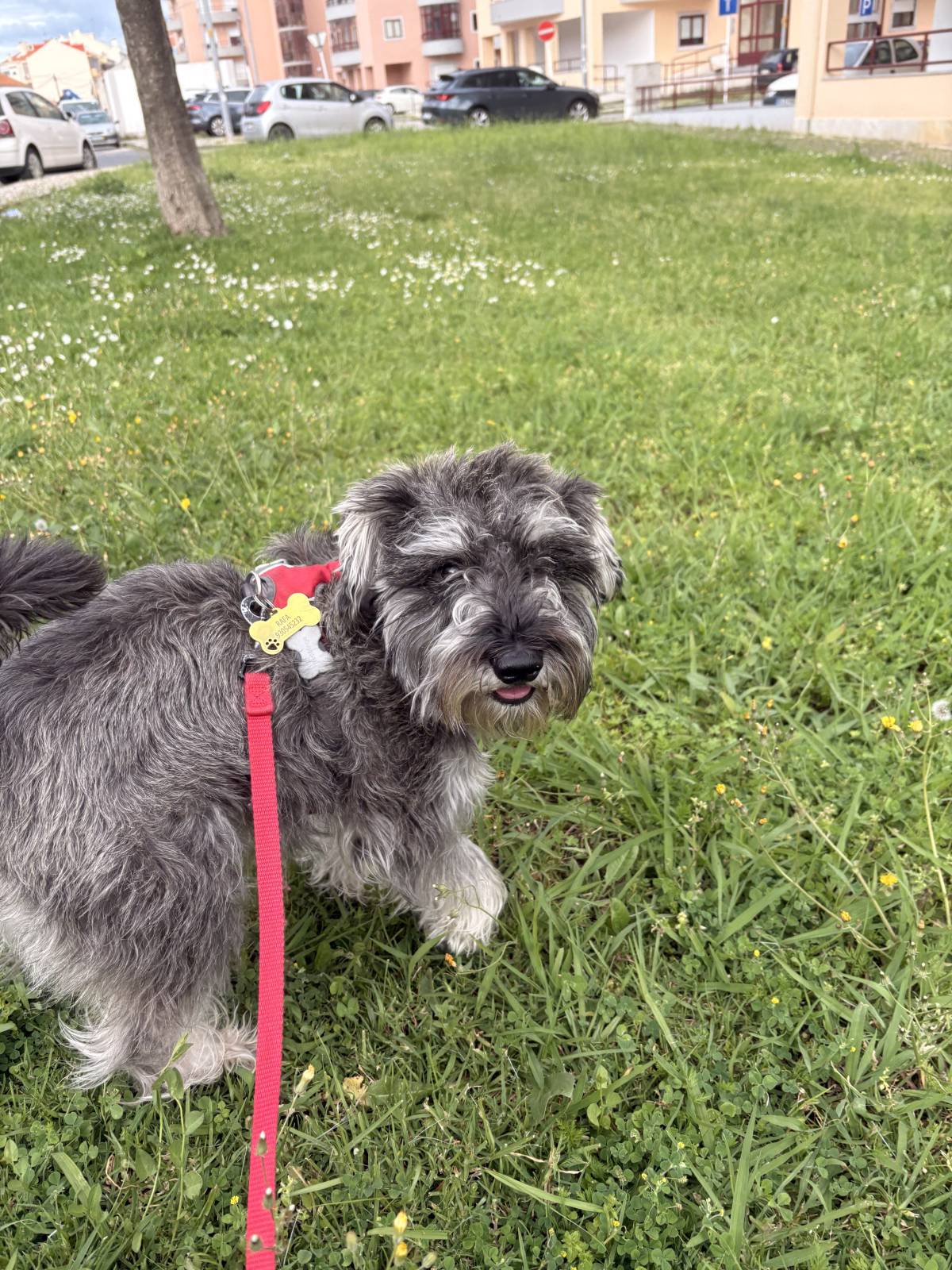Rafaela.petsitter - Vila Franca de Xira - Hundepension