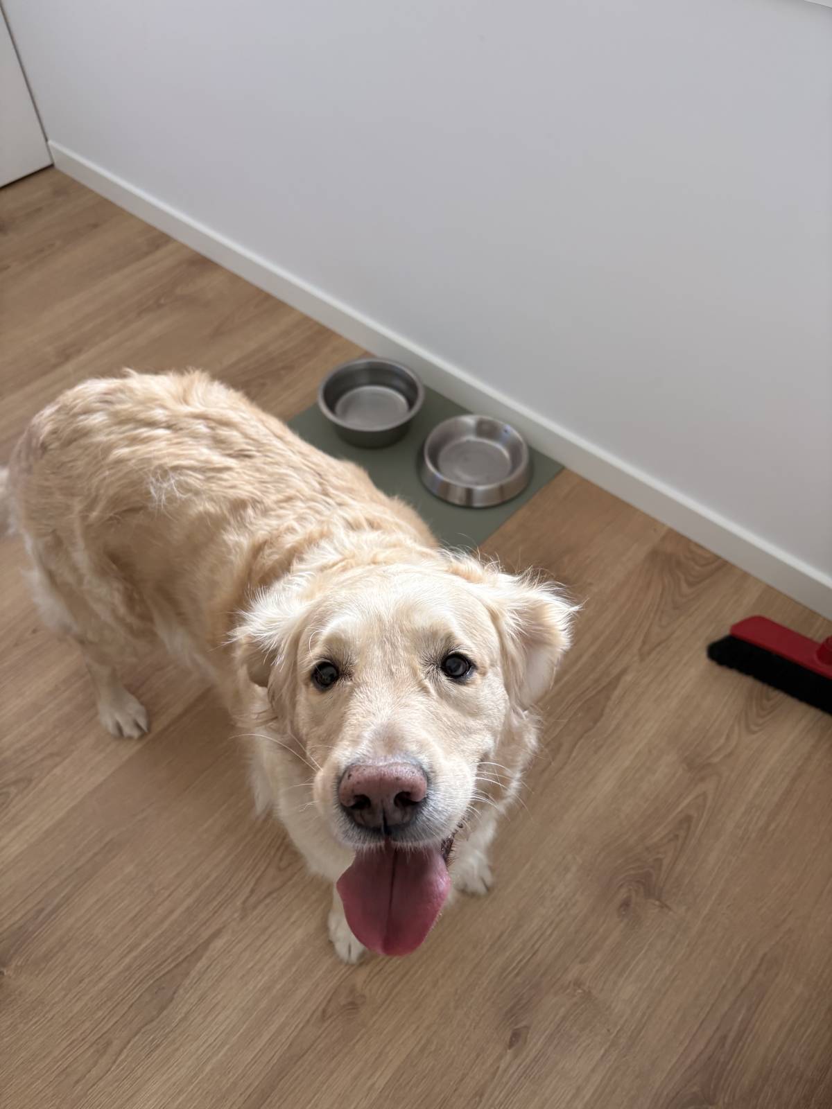 Rafaela.petsitter - Vila Franca de Xira - Hundeausführung