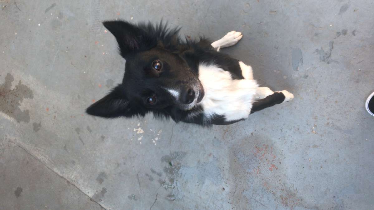 Graziela Preisegalavicius - Gondomar - House Sitting