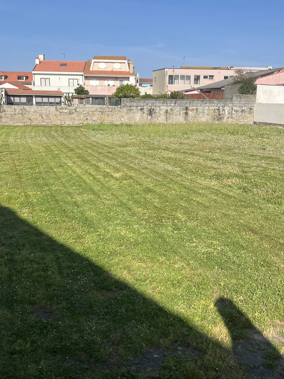 Rui - Vila do Conde - Baumpflanzung