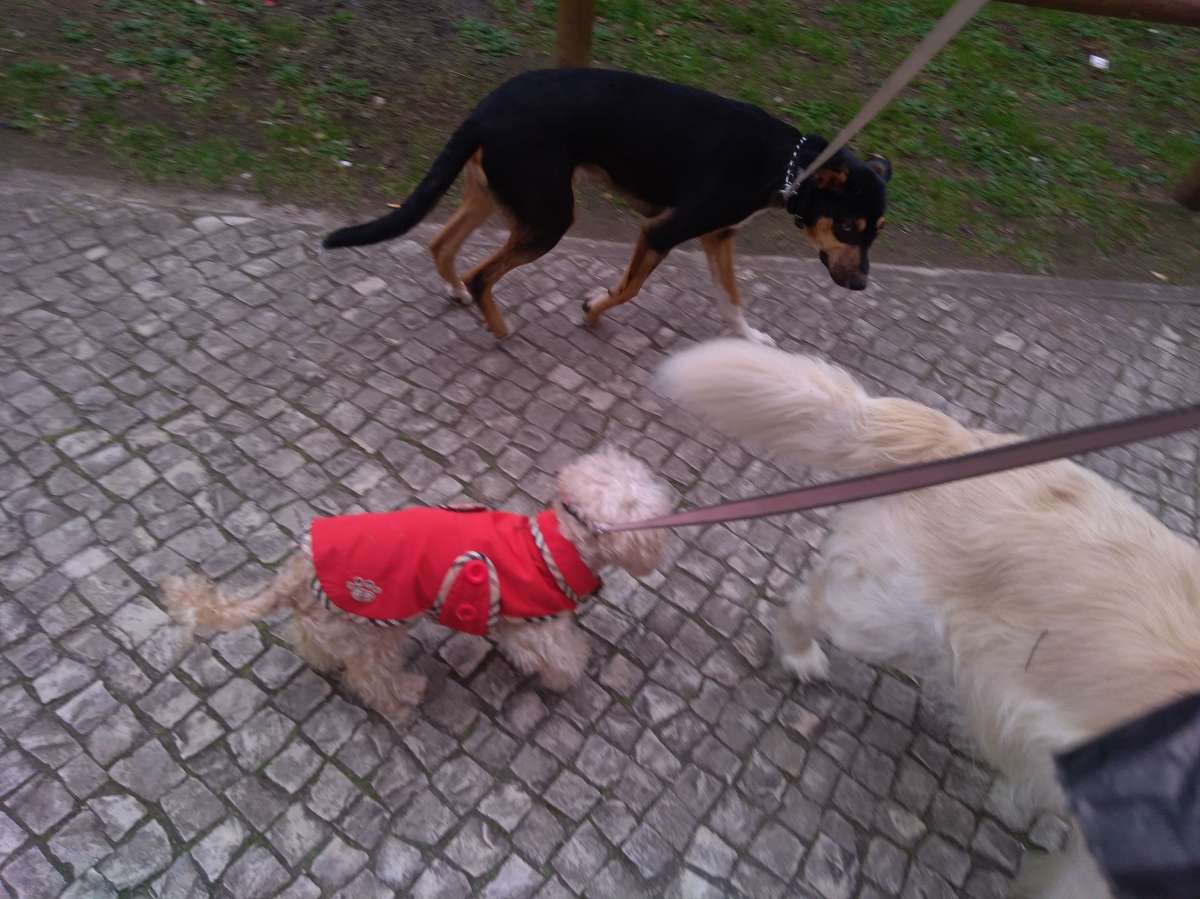 All for pets Tudo pelos donos - Lisboa - Dog Walking