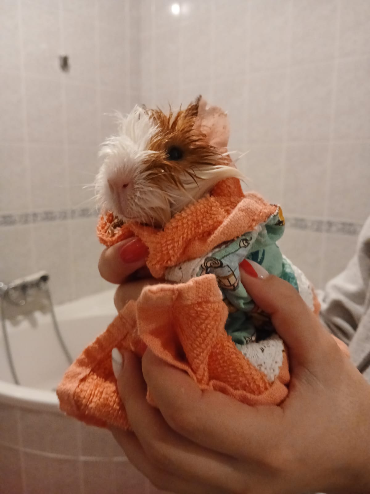Waffle Pets - Évora - Haustierbetreuung