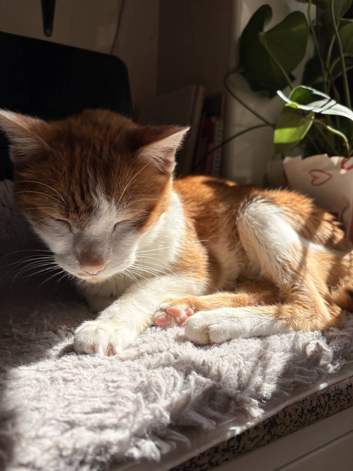 Rafaela.petsitter - Vila Franca de Xira - Haustierbetreuung und Tierpension