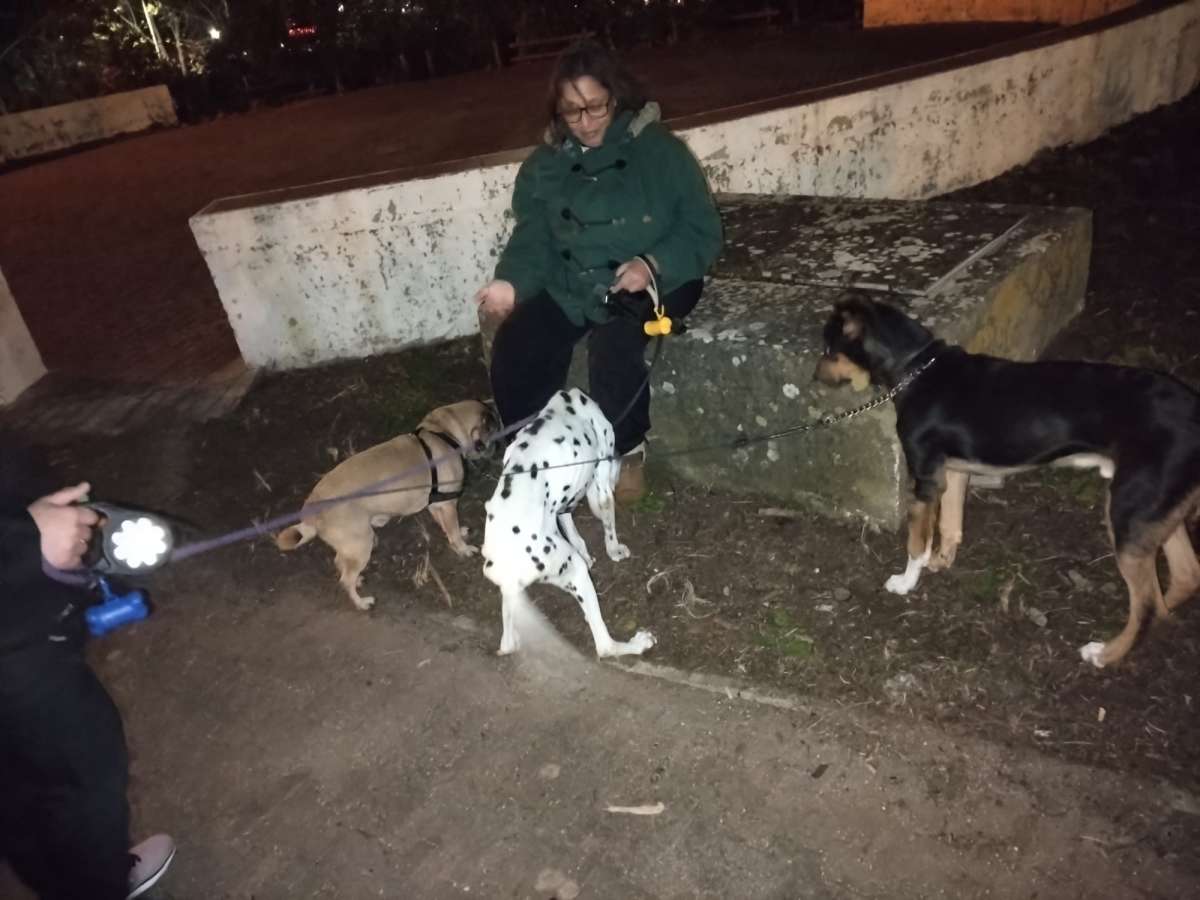 All for pets Tudo pelos donos - Lisboa - Pet Sitting e Pet Walking