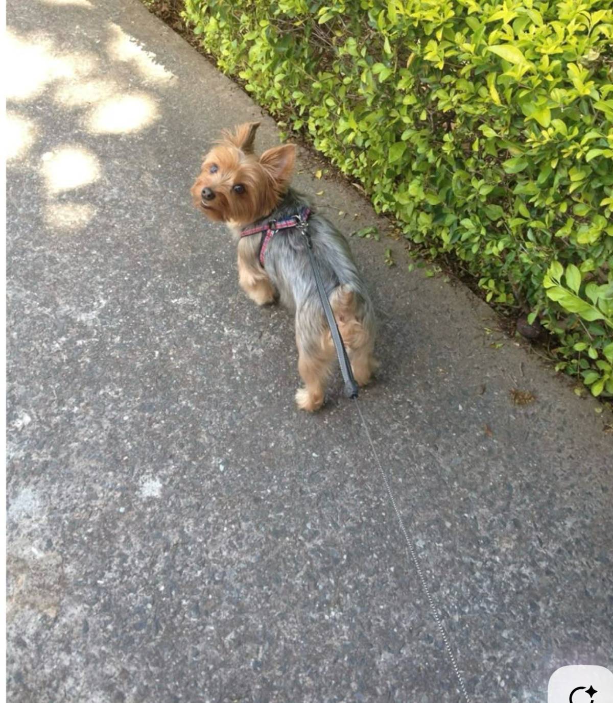 Jainne González - Sintra - Dog Walking