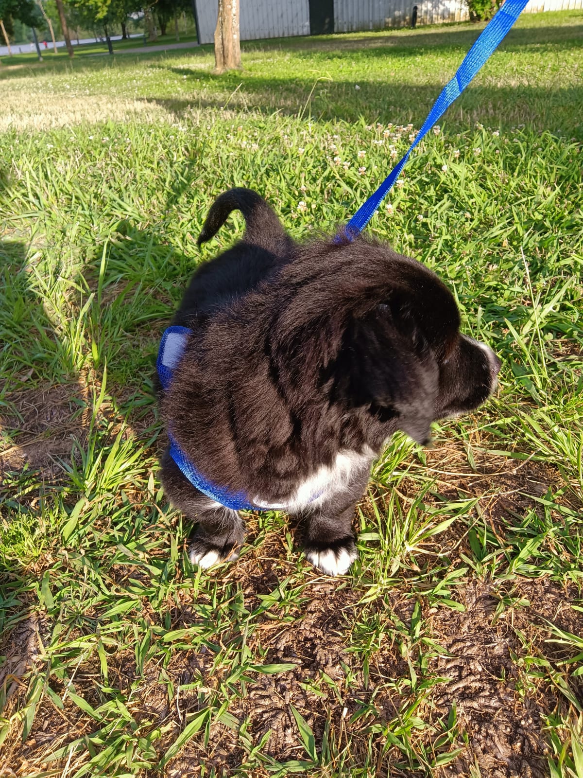 Waffle Pets - Évora - Pet Sitting