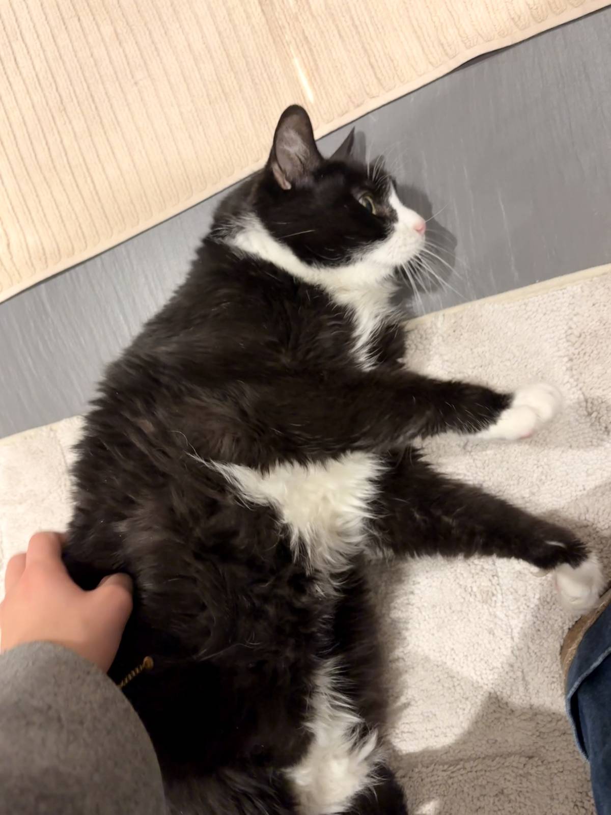 Rafaela.petsitter - Vila Franca de Xira - Pet Sitting