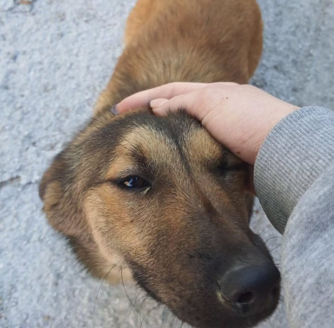 Waffle Pets - Évora - Hundeausführung