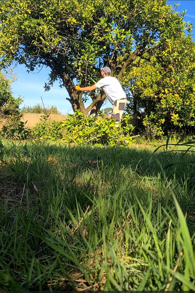 eGarden - Santa Maria da Feira - Baumpflege