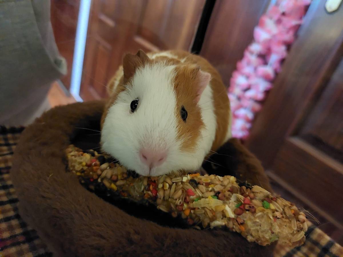 Waffle Pets - Évora - Hundeausführung