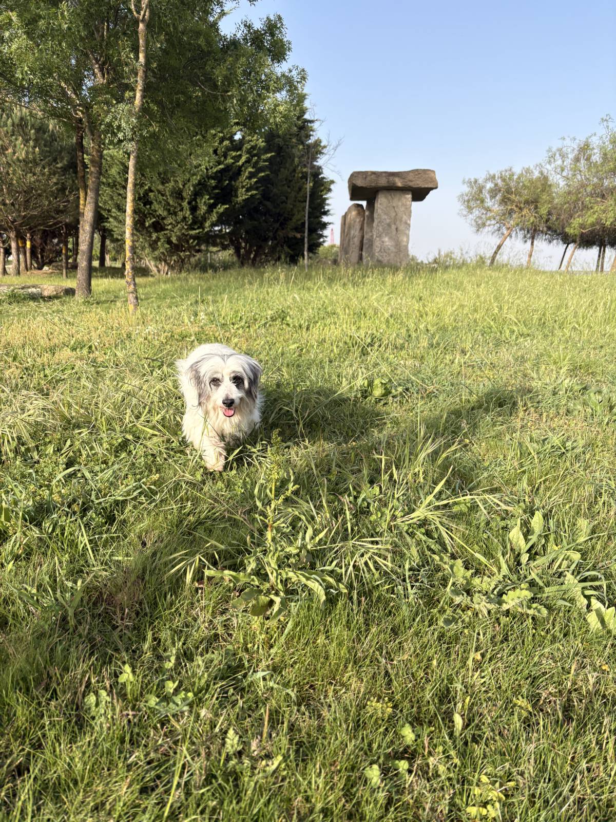 Rafaela.petsitter - Vila Franca de Xira - Haustierbetreuung
