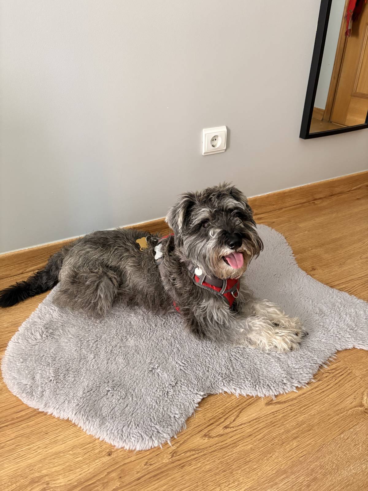 Rafaela.petsitter - Vila Franca de Xira - Katzensitter