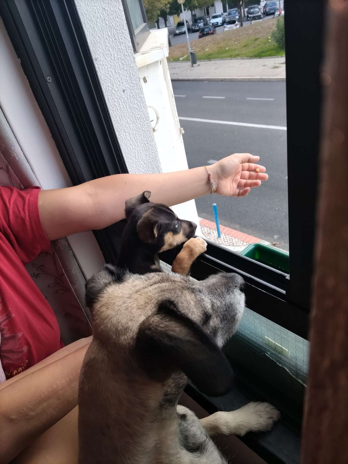 All for pets Tudo pelos donos - Lisboa - Hotel para Cães