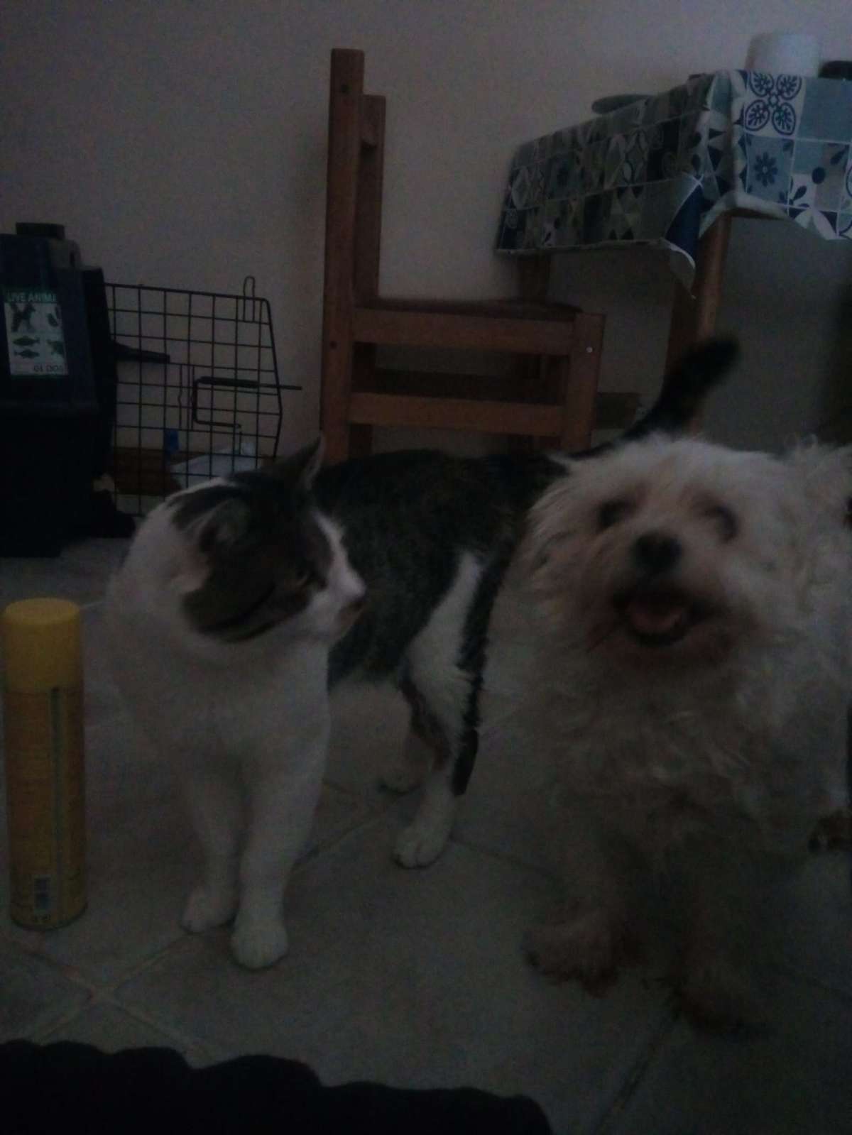 Graziela Preisegalavicius - Gondomar - Cat Sitting