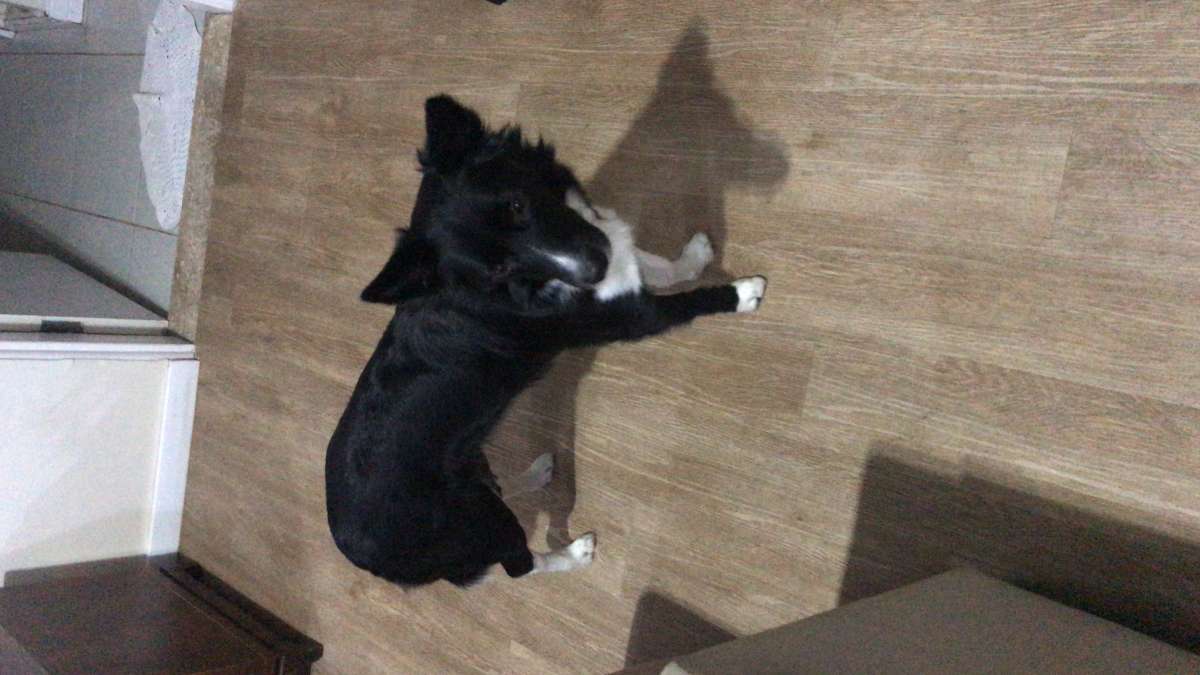 Graziela Preisegalavicius - Gondomar - Dog Walking